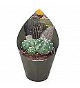 Echinopsis Subdenudata