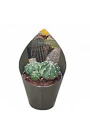 Echinopsis Subdenudata