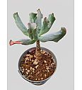 Echeveria culibra - Reši me