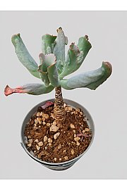 Echeveria culibra - Reši me