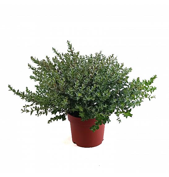 Eucalyptus Parvifolia Ø17