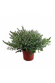 Eucalyptus Parvifolia