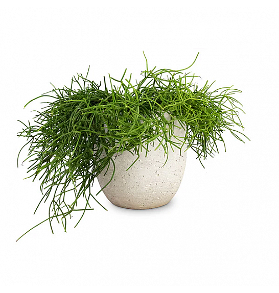SUKULENTE RHIPSALIS; Ø9/10