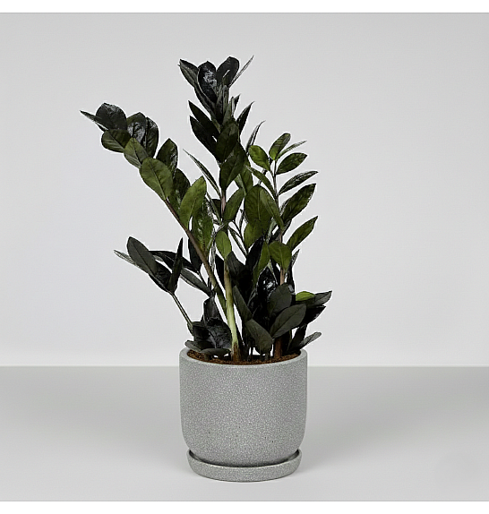 Zamioculcas zamiifolia Dowon; Ø14 cm