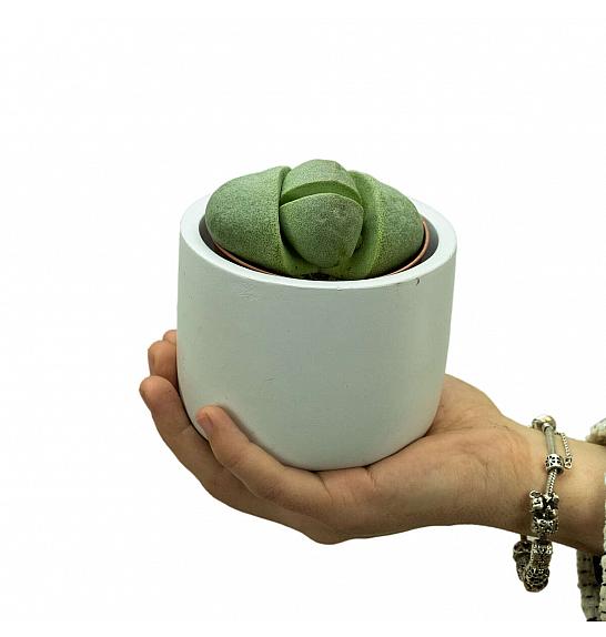 Sukulente Lithops Pleiospilos; Ø8,5 cm