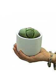 Živi kamenčki 'Pleiospilos'