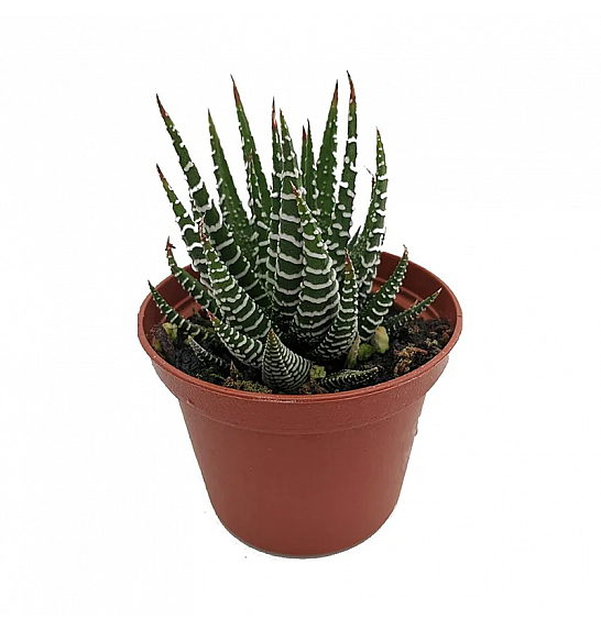 SUKULENTE HAWORTHIA; Ø8