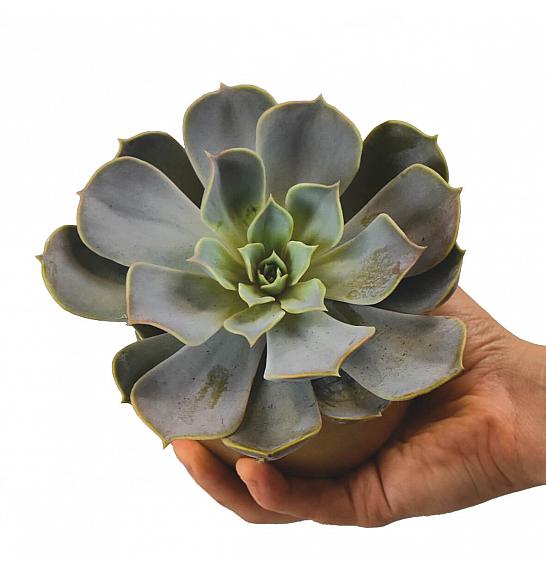SUKULENTE ECHEVERIA MIX; Ø10
