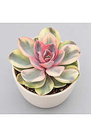 Sukulenta Echeveria Rainbow