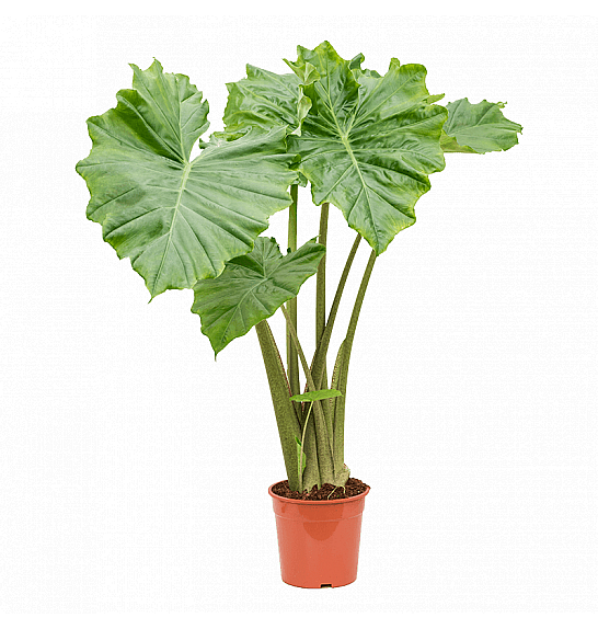 Alocasia Portodora Ø21