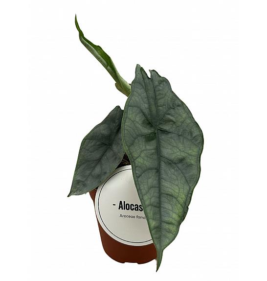 Alocasia heterophylla Dragon's Breath; Ø12 cm