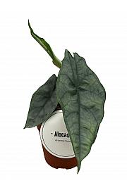 Alokazija Dragon's Breath