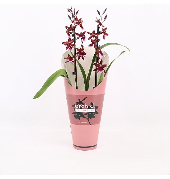 Burrageara Barrocco Red; Ø12 cm