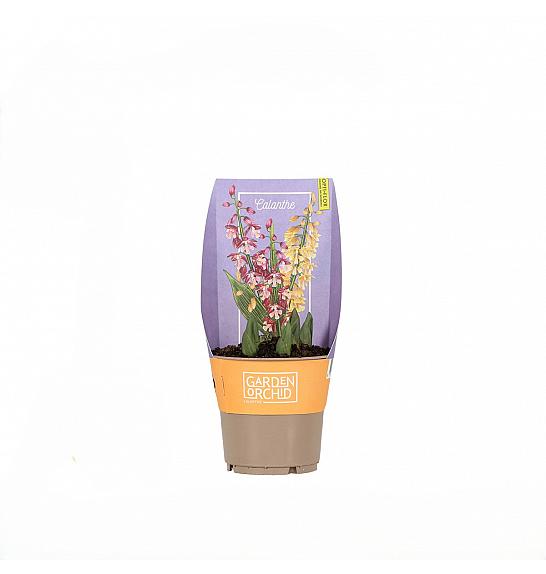 Orhideje Calanthe; Ø12 cm