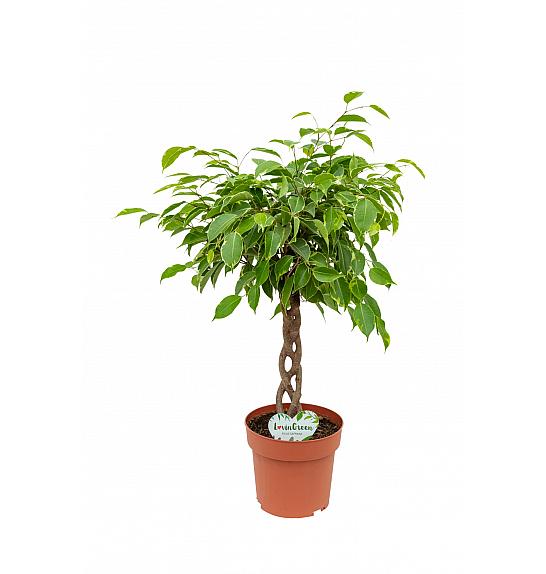Ficus Benjamin Golden King; Ø17, 60 cm