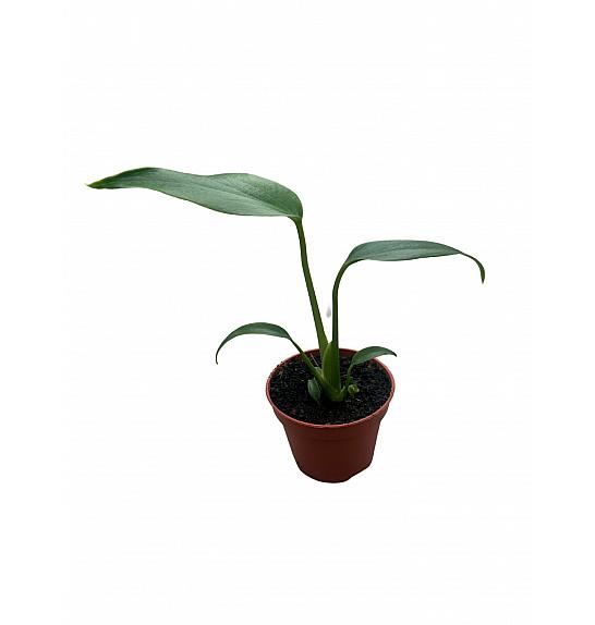 Monstera Burle Marx Flame; Ø6 cm