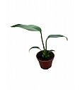 Monstera Burle Marx Flame