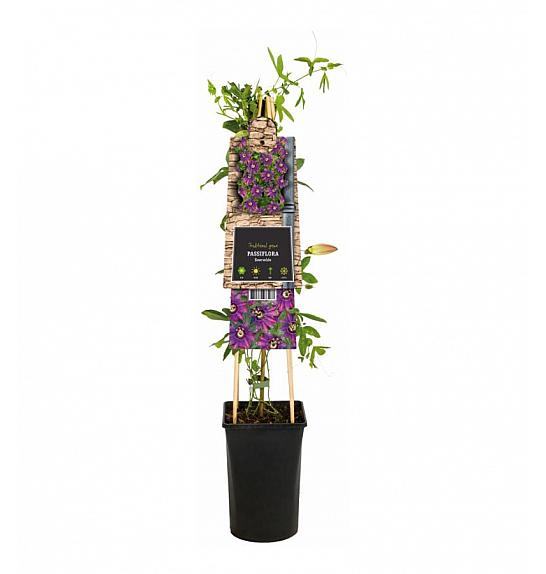 Passiflora Beervelde; o17 cm, 75 cm