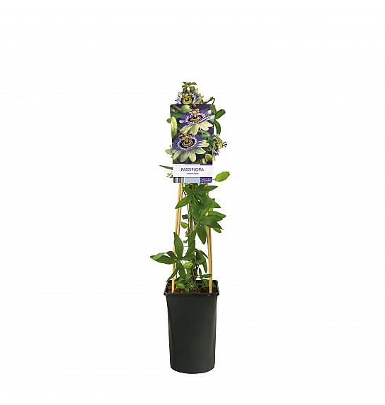 Passiflora Caerulea Ø17; 40-60 cm
