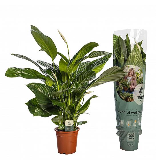 Spathiphyllum Sweet Isabella; Ø19 cm