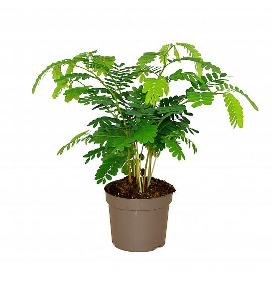 Tamarindus indica; Ø13cm