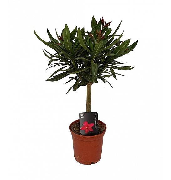 Nerium Oleander Ø13; Na steblu 20 cm