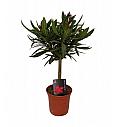 Oleander na steblu - S