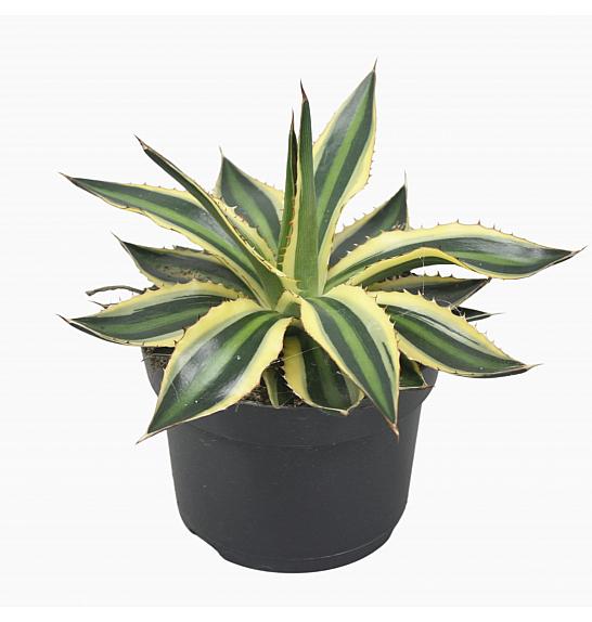 Agave lophantha Quadricolor; o13cm
