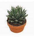 Agava victoriae-reginae