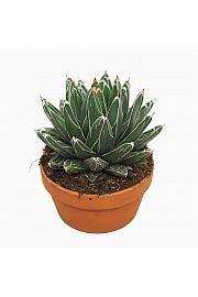 Agava victoriae-reginae