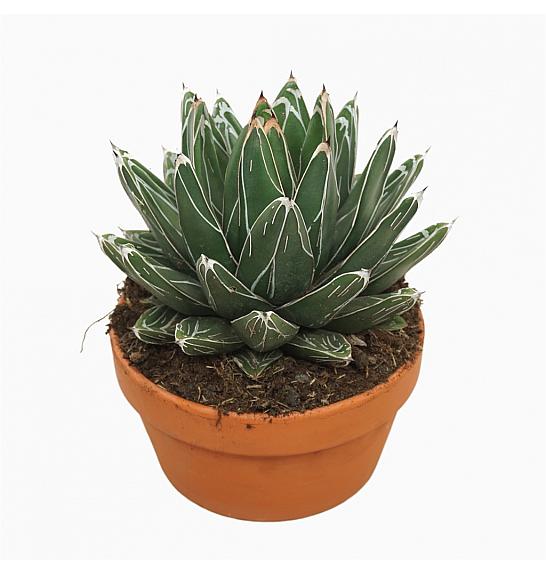 Agave victoriae-reginae; o13cm