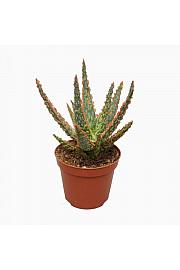 Aloe Christmas Carol