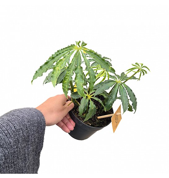 Anthurium Polyschistum; o12cm
