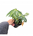 Anthurium Polyschistum