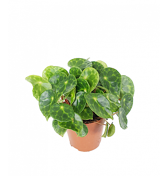 Begonia Kingiana; Ø12 cm