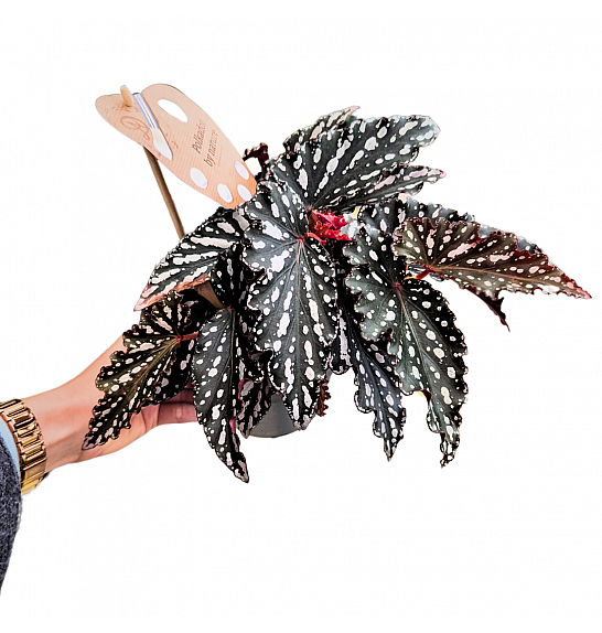 Begonia maculata Spotlight Dark; Ø14 cm