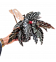 Begonija maculata Spotlight Dark