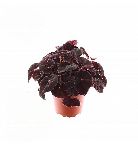 Begonia Conga; o12 cm