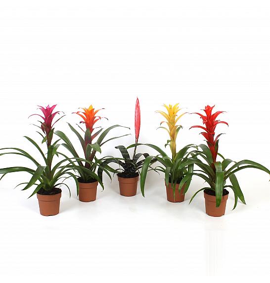 Bromelia mix; Ø5 cm