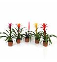 Bromelija mix