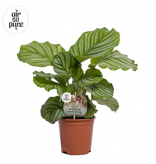 Calathea Orbifolia; Ø12 cm