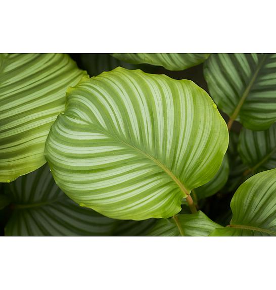 Calathea Orbifolia; Ø12 cm