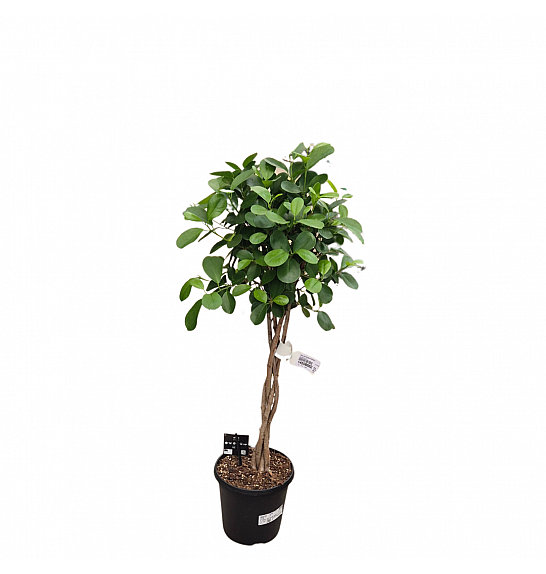 Ficus microcarpa Moclame; Ø23 cm