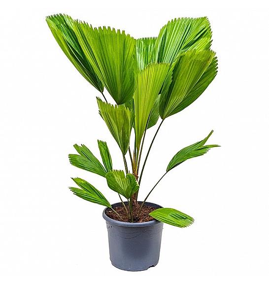 Licuala grandis; Ø12 cm