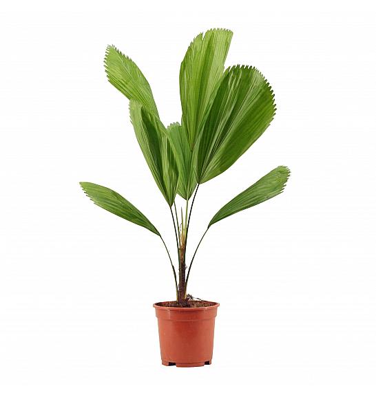 Licuala grandis; Ø12 cm