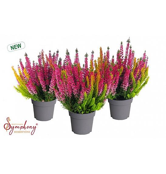 Calluna Beauty Ladies Symphony; Ø12 cm