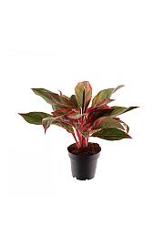 Aglaonema Crete