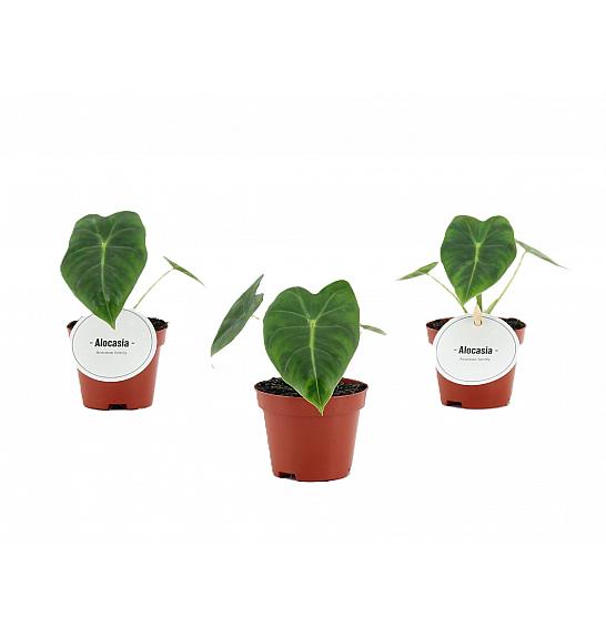 Alocasia Frydek; Ø6 cm