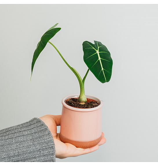Alocasia Frydek; Ø6 cm