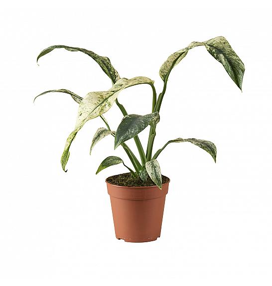 Rhaphidophora Puberula Variegata; Ø6 cm